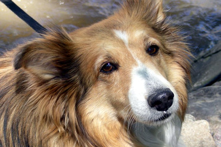 Este collie puede tener PRA y otros problemas genéticos.