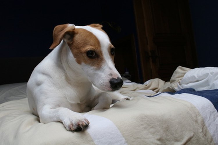 Los perros que han sufrido lesiones ortopédicas pueden requerir cirugía para reparar el daño.