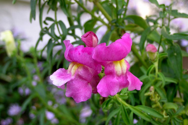 Los conejitos altos son excelentes flores de corte.