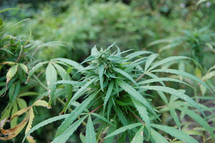 Es fácil identificar la planta de marihuana.