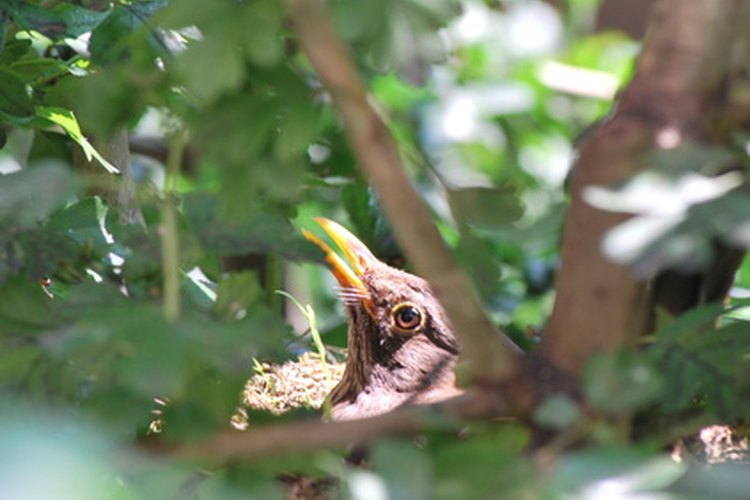 Cómo distinguir los huevos de aves silvestres.