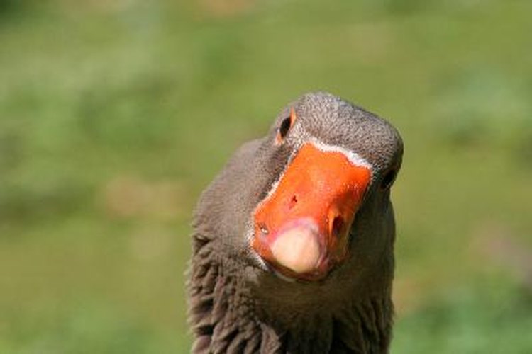 La incubación es el período de desarrollo del embrión de pato en el interior del huevo.