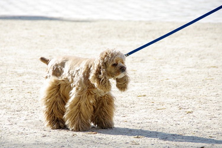 Perro con correa.