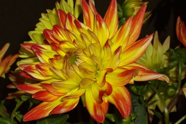 Existen 36 especies diferentes de dalias.