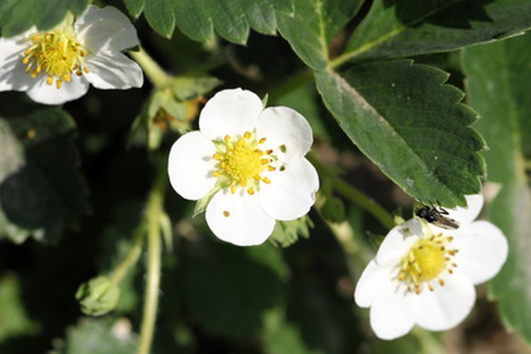 Las flores necesitan ser polinizadas antes de que maduren en la fruta.