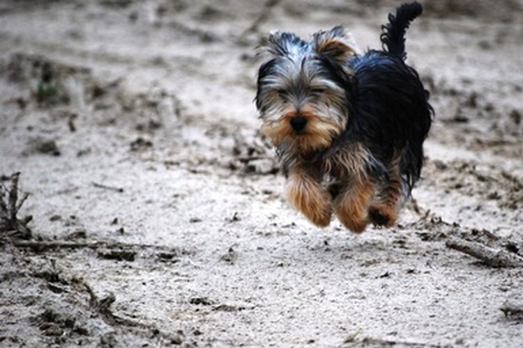 Yorkie.