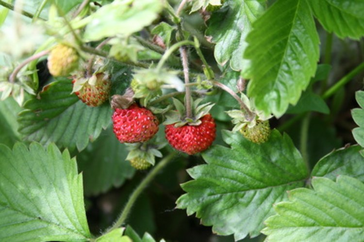 Las enfermedades puede destruir tu producción de frutillas.