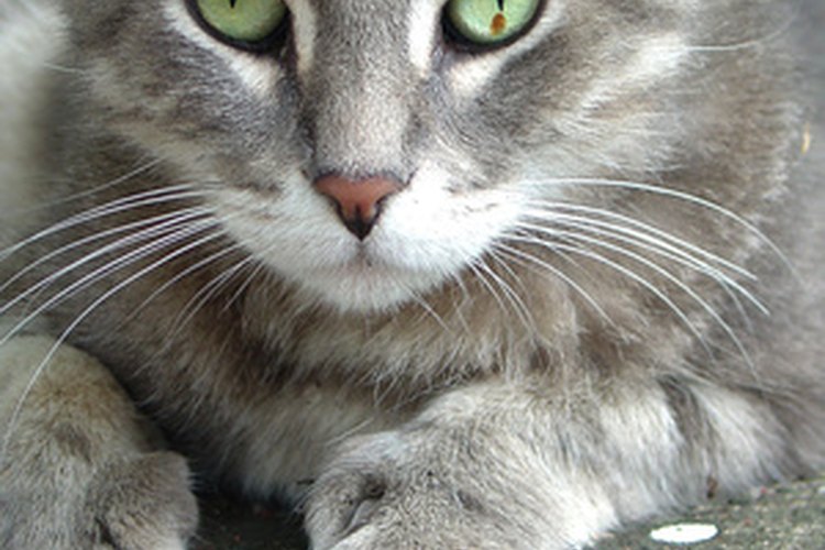 Los gatos ronronean por diversos motivos.