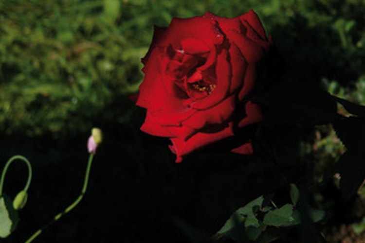 Fertiliza las rosas con harina de huesos hecha al vapor.