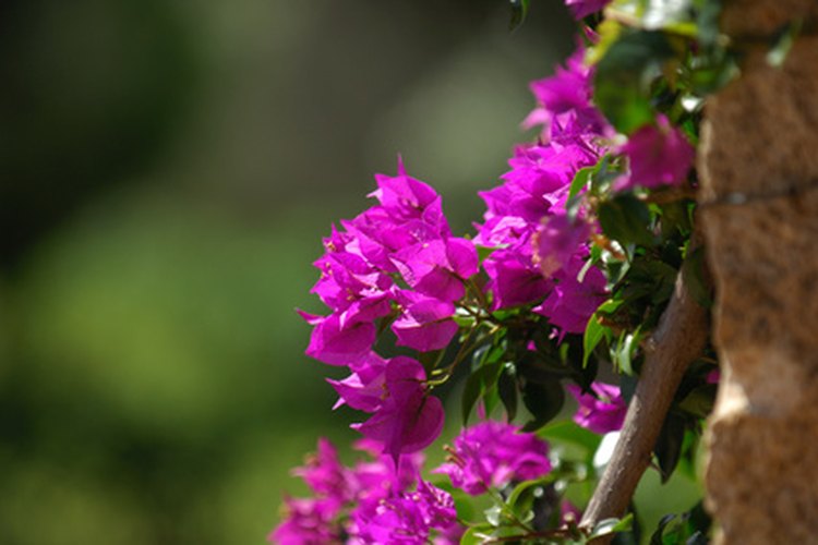 Montante de buganvilia