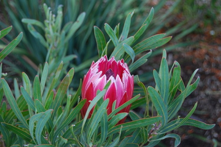 La King Protea es la flor nacional de Sudáfrica.