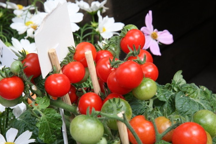 Las plantas de tomate se pueden ver afectadas por insectos.