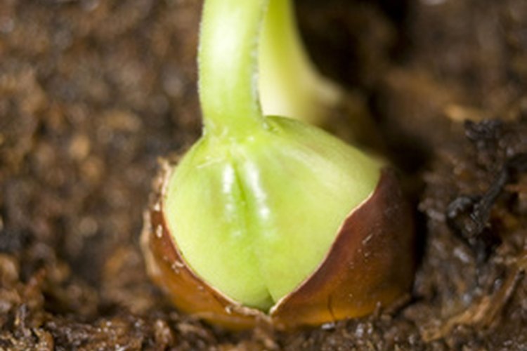 Una plántula comienza a crecer.