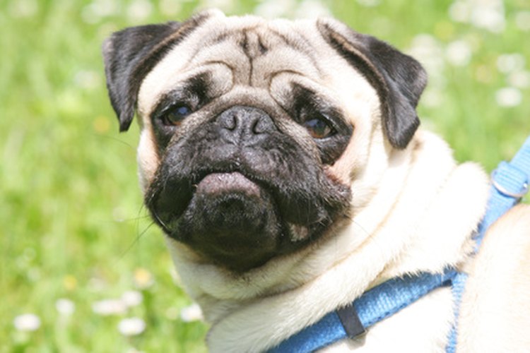 Los Pugs tienden a las dificultades respiratorias, como el hipo, debido a sus narices aplanadas.