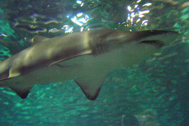 Los tiburones tienen su sistema para respirar.