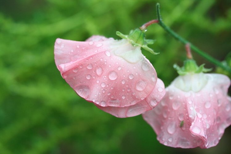 Los guisantes de olor son las flores asociadas con el aniversario número 30.
