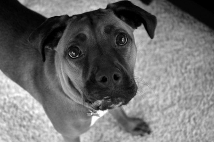 Alimentar a una perra boxer preñada con una dieta adecuada es especialmente importante.