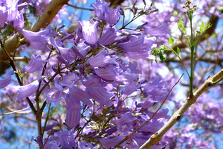 Los árboles de jacarandá florecen profusamente.