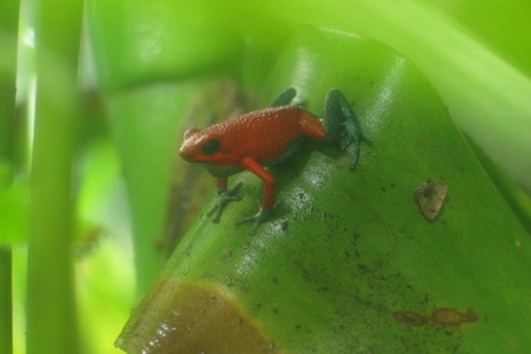 Lee sobre más acerca de ranas y sapos.