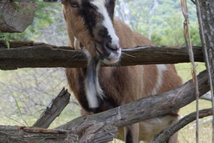 No hay antiparasitarios muy efectivos indicados para usar en cabras, por lo que la mayoría de los criadores usan ivermectina sin indicación.