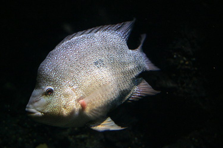 La tilapia vive en ambientes de agua dulce caliente.