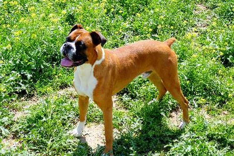 Esqueleto del perro