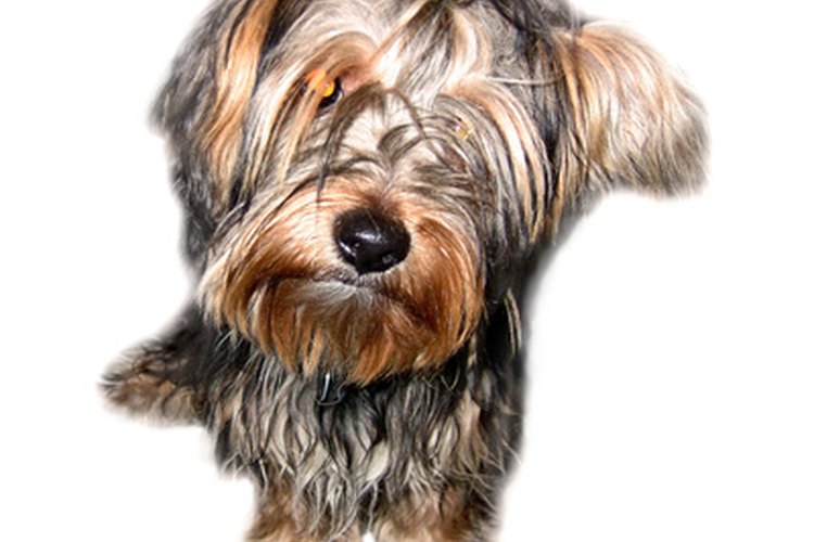 Dale a tu maltés un corte de Yorkie.