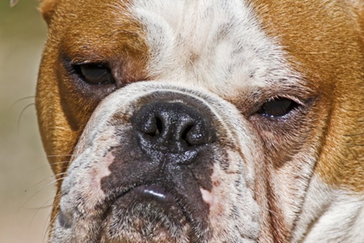 El mini bulldog tiene la cara corta y hocico ancho de un bulldog inglés.