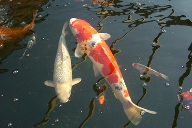 Los coloridos peces Koi combinan percfecto con el formato Yin Yang.