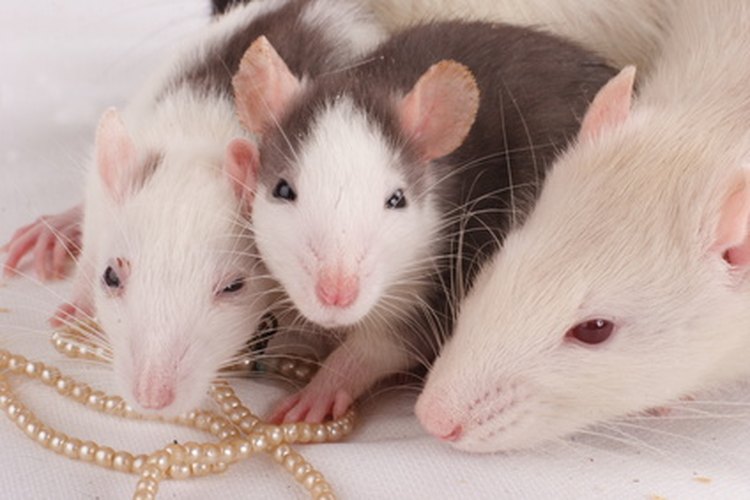 Las ratas y ratones son mascotas populares, sin embargo, es difícil diferenciarlos cuando son pequeños.