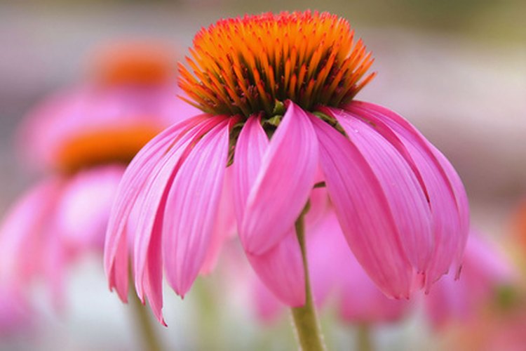 Flor cónica.