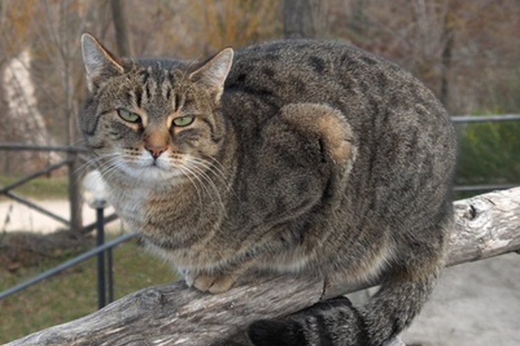 Los gatitos normalmente se acercan a su madre con una cola hacia arriba como un asta de bandera como forma de amor y respeto.