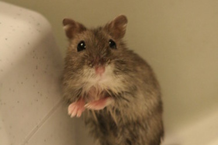 Educa a tu mascota a ir al baño.