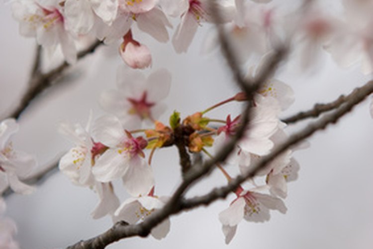 Las flores del cerezo japonés son hermosas y están llenas de simbolismos.