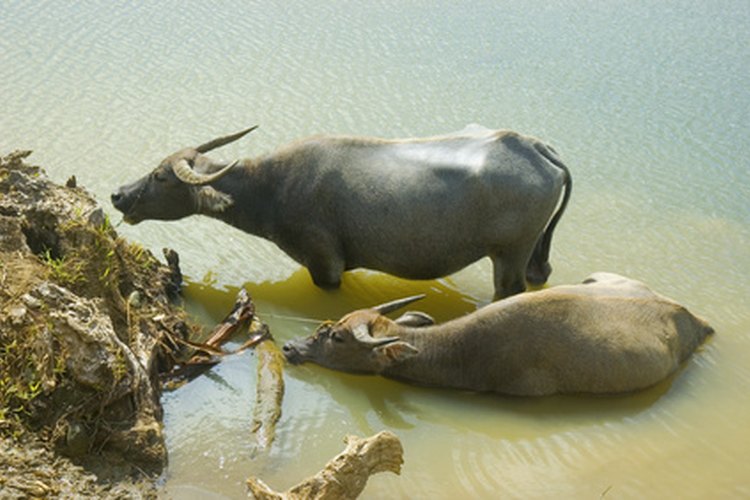 Dos carabaos grandes.