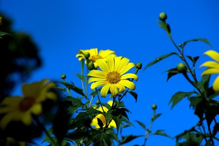Los girasoles perennes son luminosos y alegres.
