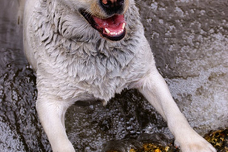 Los Labradores son conocidos por su amor al agua.