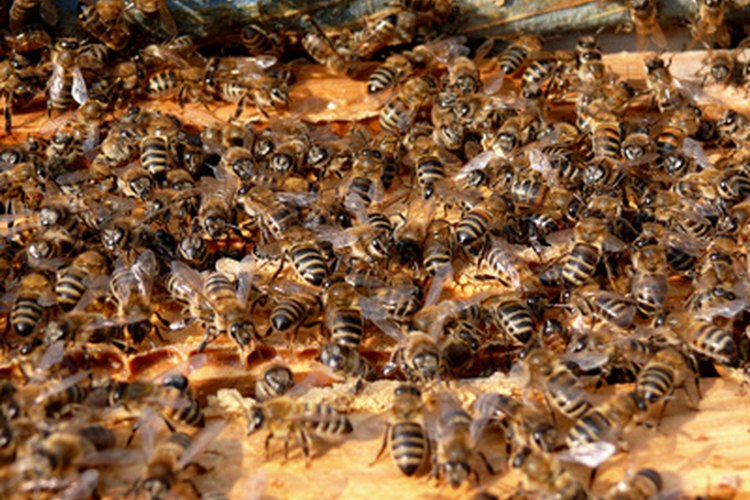 Las abejas polinizan las flores frutales.