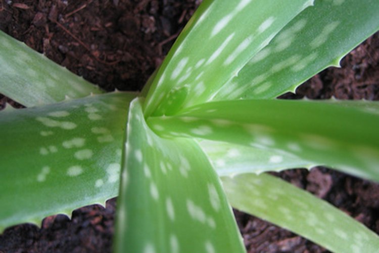 Las hojas de la planta de aloe contienen un gel que es calmante para los cortes, rasguños y quemaduras de sol.