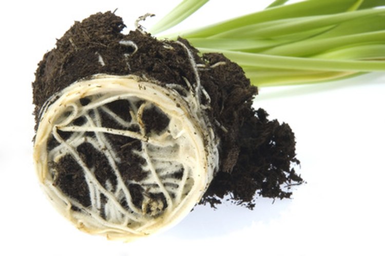 Sistema de raíces de una planta.