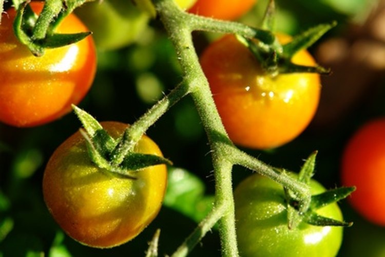 El tomate es popular en la jardinería casera.