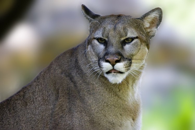 Los pumas, también llamados leones de montaña, dejan las huellas más grandes de todos.