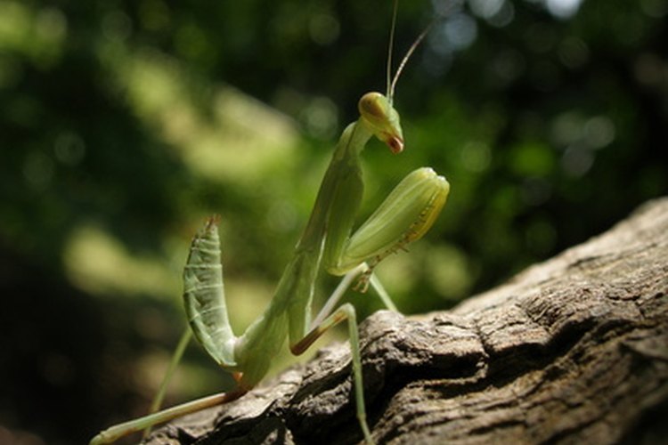 Las mantis son muy buenas cazadoras.
