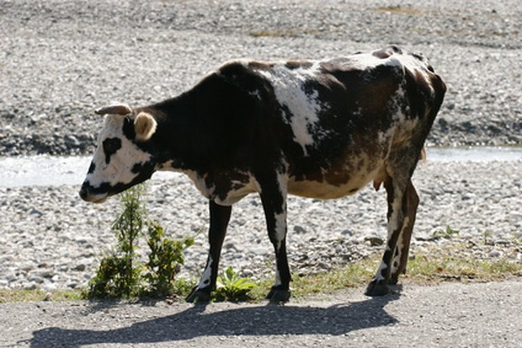 Cuando se da un imán para vacas a una vaca, el imán se queda en su estómago, usualmente por el resto de su vida.