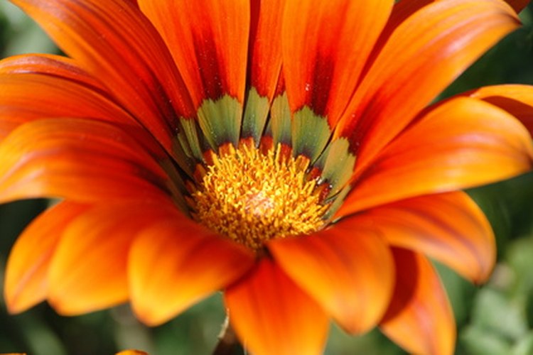 Conoce las partes de una flor.