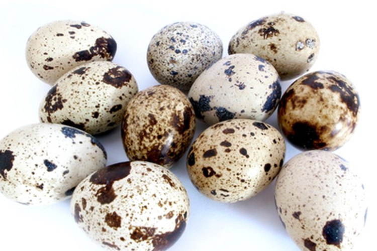 La codorniz gigante de Georgia produce una gran cantidad de huevos.