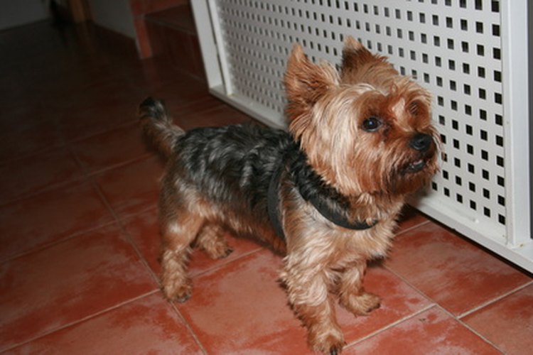 Los yorkshire terriers tienen problemas respiratorios.