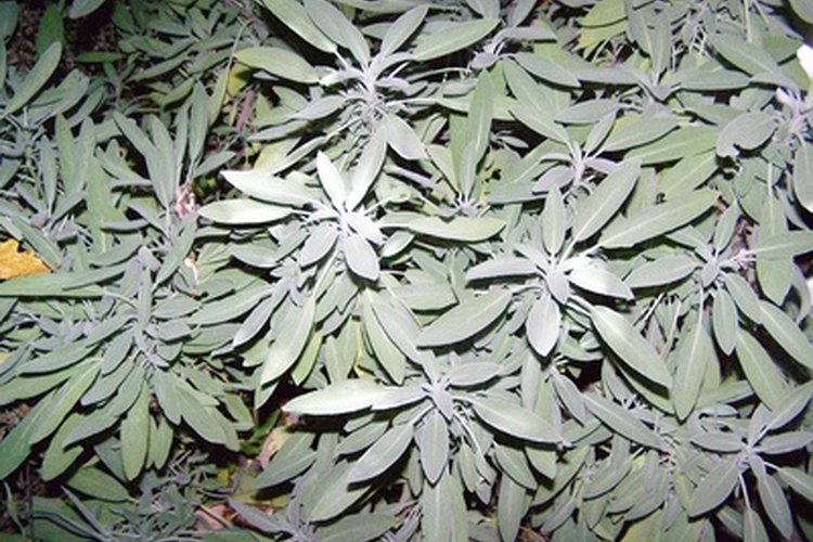La salvia te ayuda a limpiar y a refrescar tu casa.