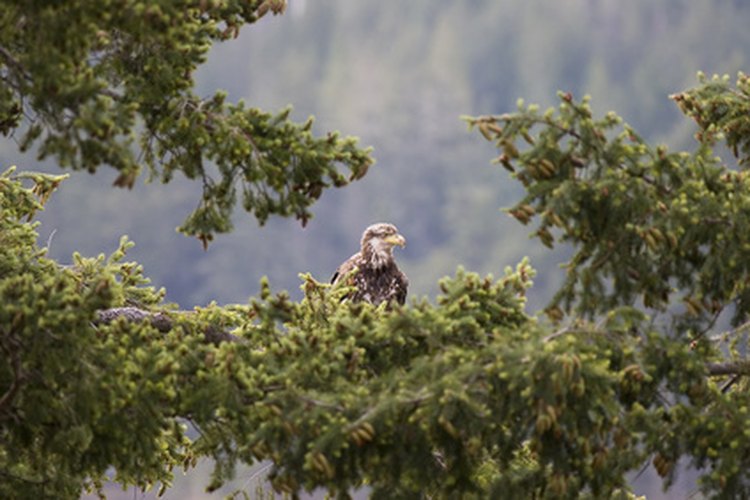 El águila joven puede permanecer cerca del nido por varios meses luego de aprender a volar.