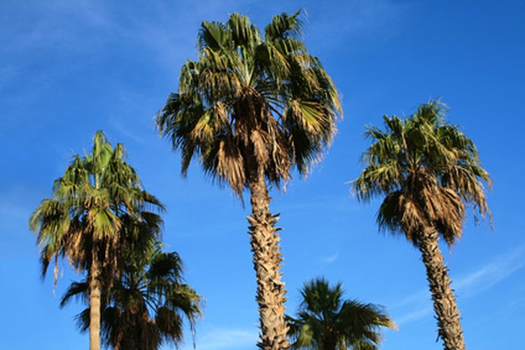 Las palmeras Washingtonia son palmeras de tronco solitario.